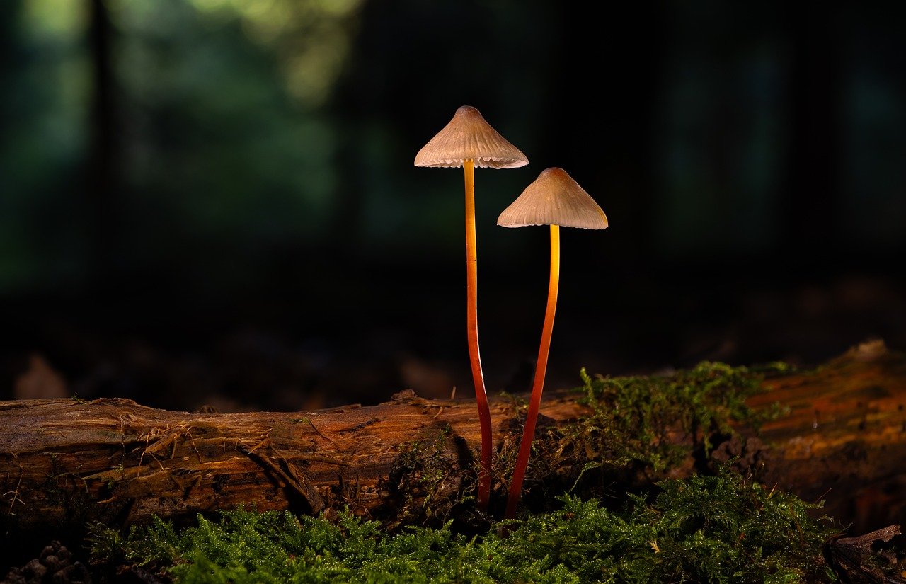 豪利时草莓双爆珠：厦门建站代理平台